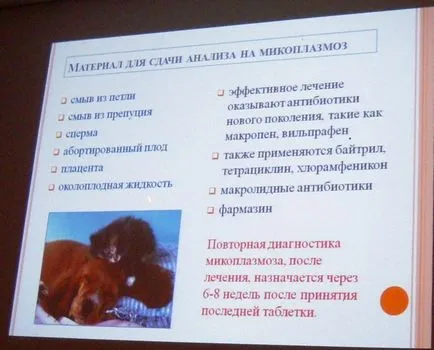 Микоплазмоза и ureaplasmosis кучета и котки