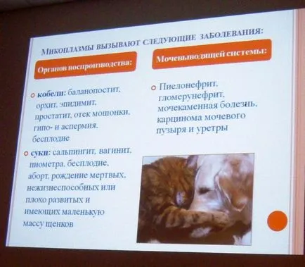 Микоплазмоза и ureaplasmosis кучета и котки