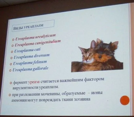 Микоплазмоза и ureaplasmosis кучета и котки