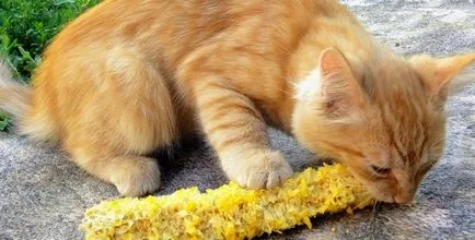 A Can I macskák kukorica - Tippek