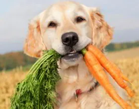 Възможно ли е да се даде на кучето полза морков и вреда, всичко за кучета