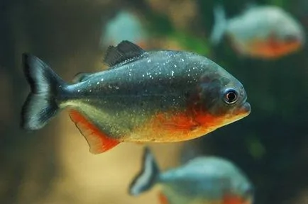 Mennyire veszélyes piranha