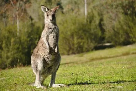 carne Kangaroo proprietăți utile, valoarea calorică a