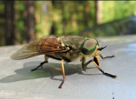 Fly sújtja tehenek (4 betű)