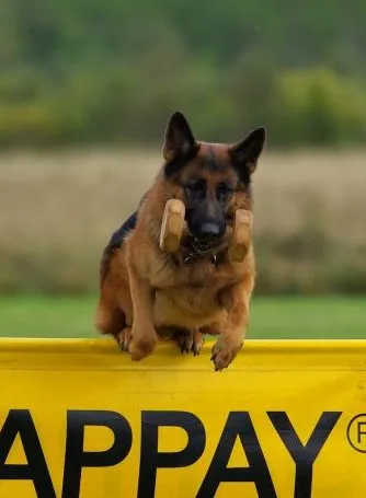 Shepherd rasa descriere, caracter, de îngrijire a sănătății și german fotografii