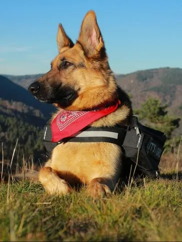 Shepherd rasa descriere, caracter, de îngrijire a sănătății și german fotografii