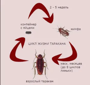 lakások kezelés (létesítmények), csótányok - pénzrendszerek