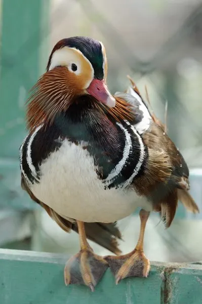 Nu avem nevoie de grădini zoologice