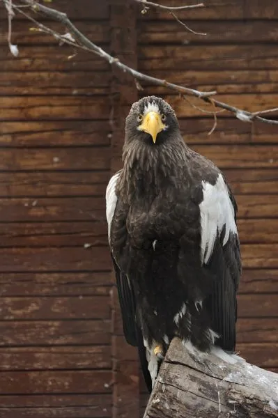 Nu avem nevoie de grădini zoologice