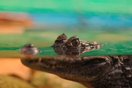 Nu avem nevoie de grădini zoologice