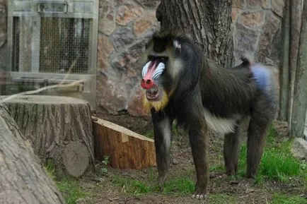 Nu avem nevoie de grădini zoologice