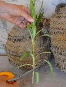 Oleander - îngrijire și cultivarea la domiciliu, conac exemplar