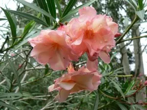 Oleander - ellátás és termesztés otthon, példás kastély