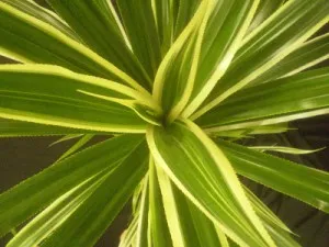 Oleander - îngrijire și cultivarea la domiciliu, conac exemplar
