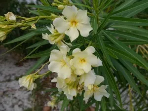 Oleander - îngrijire și cultivarea la domiciliu, conac exemplar