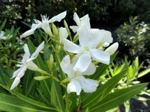 Oleander - îngrijire și cultivarea la domiciliu, conac exemplar