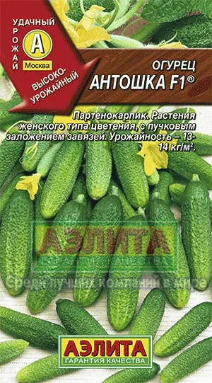 Краставица Antoshka f1® купуват краставици семена в насипно състояние на едро и дребно от производителя