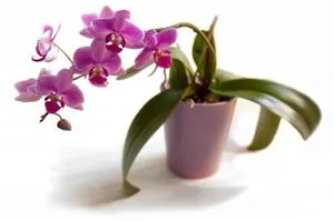 Orchidea egy bankban, hogyan kell gondoskodni a növények és a megfelelő feltételek