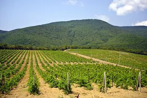 Sărbătorile de pe coasta Mării Negre în Abrau-Durso