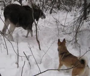 Vanatoare cu un elan husky, foto și video