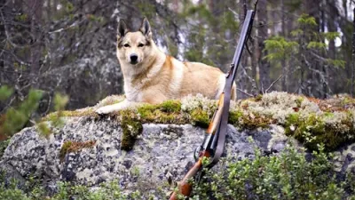 Vanatoare cu un husky, care pot fi vânate cu cainii din aceasta rasa