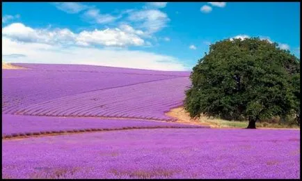 Parfumuri - arome cu miros de lavandă