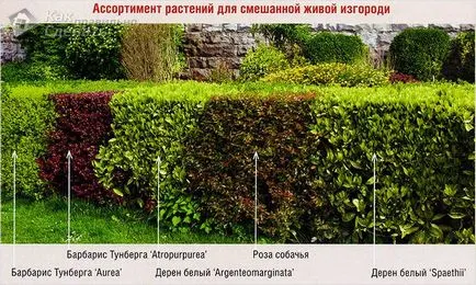 Зелени площи в предната част на къщата - пред споразумение градина
