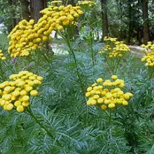 Tansy, alkalmazására és ellenjavallatok