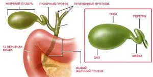 Интонацията на жлъчен мехур вродена нестабилност, фиксирани