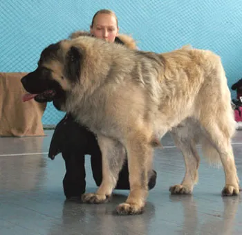 Dog Kennel - metallenergostroy - fém az otthoni és üzleti