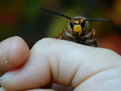 Bee Wolf (Filante) fotografie