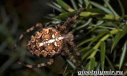 паяк Araneus