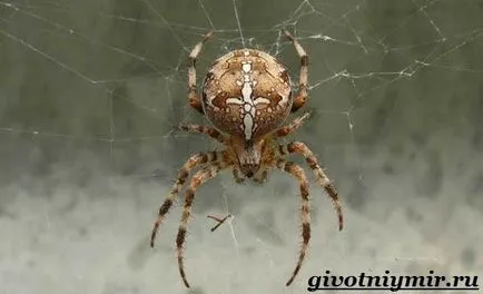 паяк Araneus