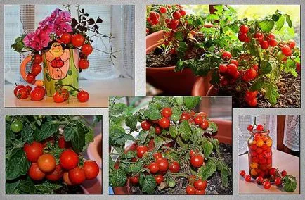 Pinocchio descriere (tomate) din soi, îngrijire, cultivarea