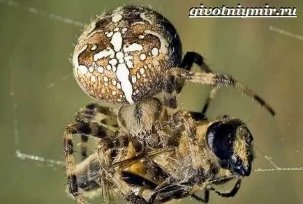 паяк Araneus