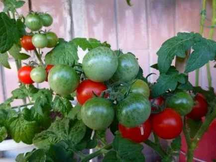 Pinocchio descriere (tomate) din soi, îngrijire, cultivarea