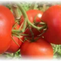 Tomatele într-o caracteristici de plantare în seră, cultivare și întreținere