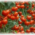 Tomatele într-o caracteristici de plantare în seră, cultivare și întreținere