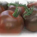 Tomatele într-o caracteristici de plantare în seră, cultivare și întreținere