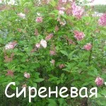 Седнах с люляк весели съседи