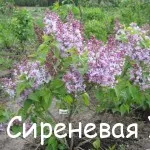 Седнах с люляк весели съседи