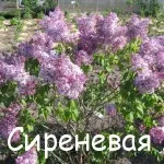 Седнах с люляк весели съседи