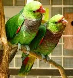 Papagájok Amazonok tartalom, gondoskodás, etetés