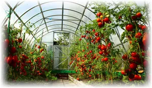 Tomatele într-o caracteristici de plantare în seră, cultivare și întreținere