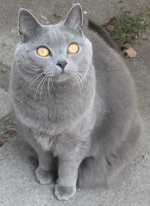 Rasa pisici Chartreux