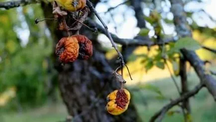 Garden Изолация от спрей, замазване