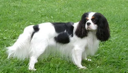 kutyafajta Cavalier King Charles spániel fotó kölykök és felnőtt kutyák