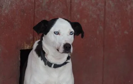 Să mergem la o plimbare husky!