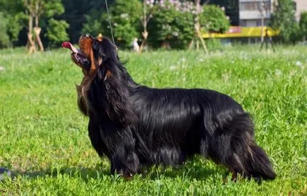 kutyafajta Cavalier King Charles spániel fotó kölykök és felnőtt kutyák