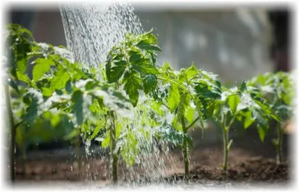 Tomatele într-o caracteristici de plantare în seră, cultivare și întreținere